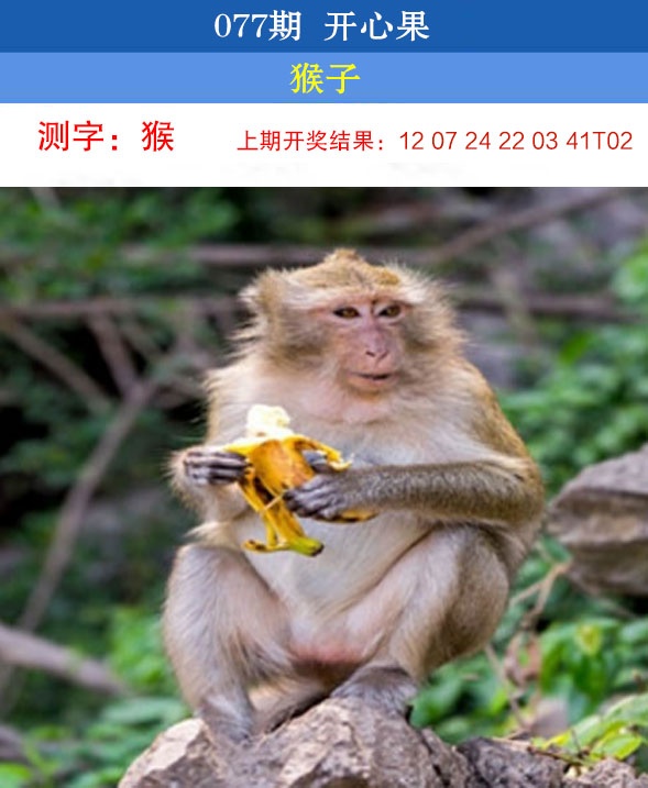 077期开心果[图]